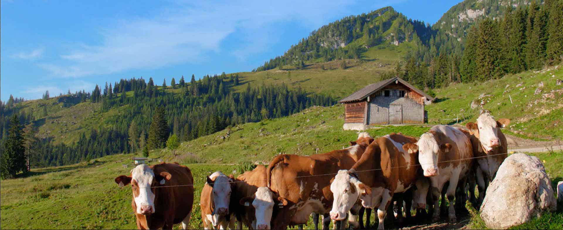 Γενικό image με αγελάδες της ιστοσελίδας της Alpiland.