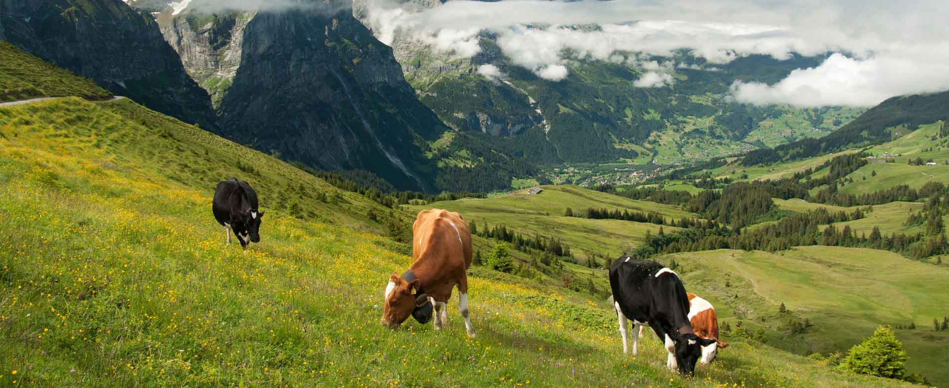 Γενικό image της ιστοσελίδας της Alpiland με αγελάδες που βόσκουν σε πεδιάδες.