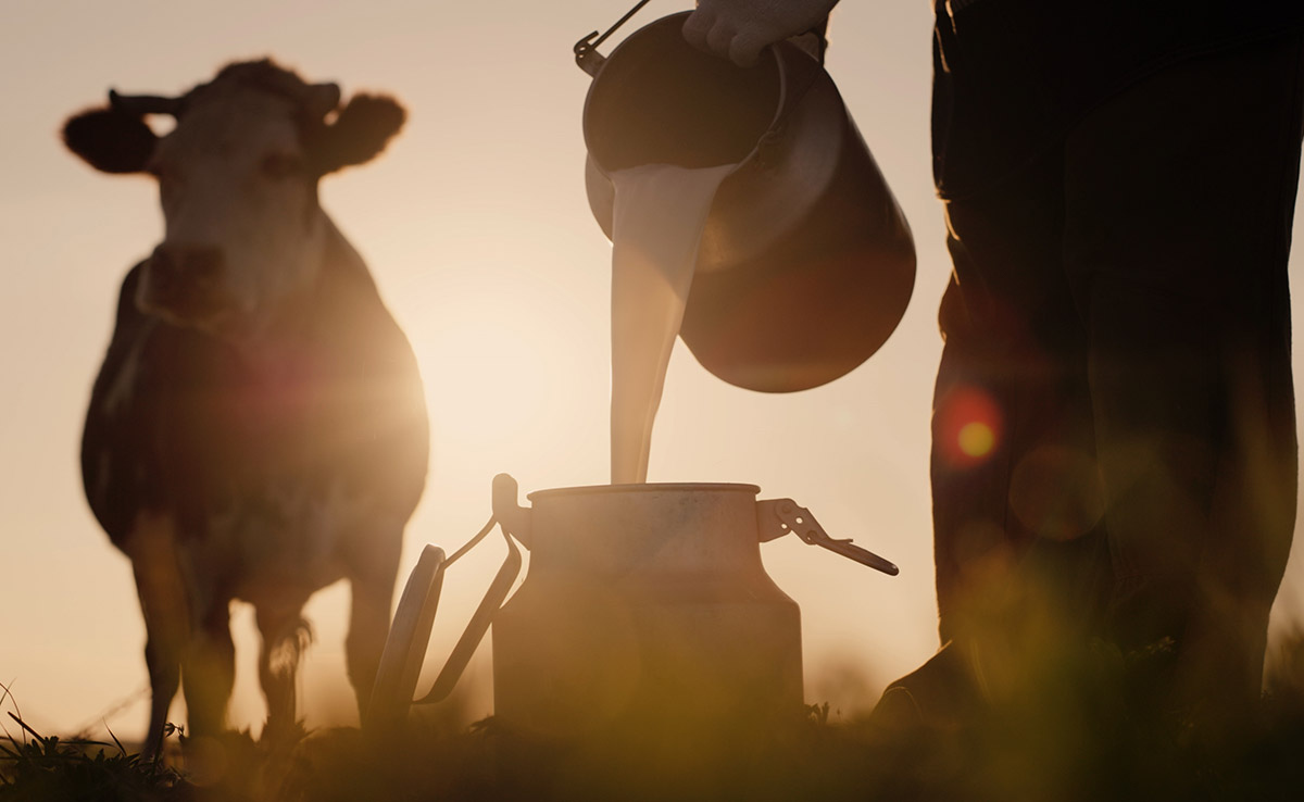 Γενικό Image της Ιστοσελίδας της Alpiland με το γάλα αγελάδας που αρμέξαμε.