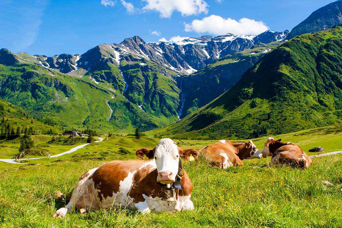 Γενικό image της ιστοσελίδας της Alpiland με αγελάδες που λιάζονται σε πεδιάδα.