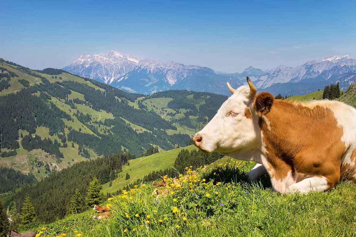 Γενικό image της ιστοσελίδας της Alpiland με αγελάδα που λιάζεται σε πεδιάδα.